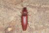 Stenagostus rufus